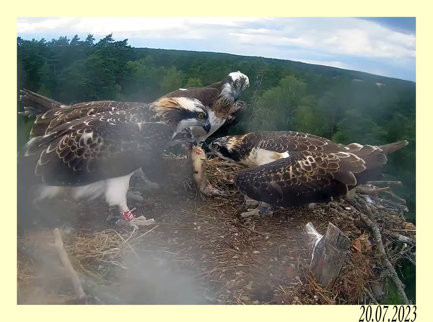 livebirdspoland_3c0cd190c8da223220eb9730a9dbcc7a.jpg