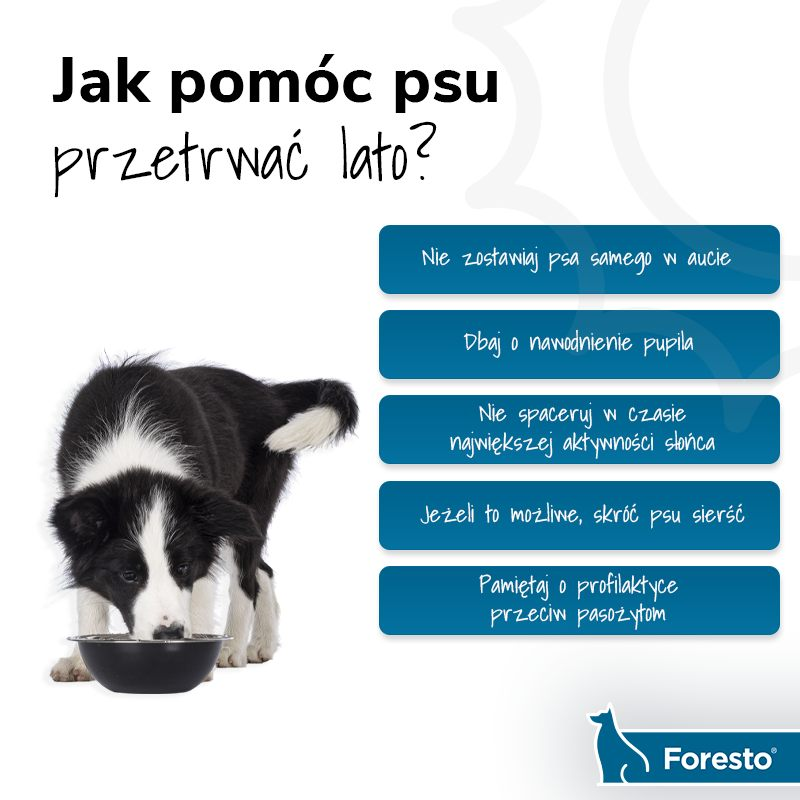 livebirdspoland_0ec84557903d2f5b373d39c4b8aacb9e.png