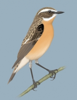 livebirdspoland_324f5f013e144d9b642311bd39aaa9cc.png