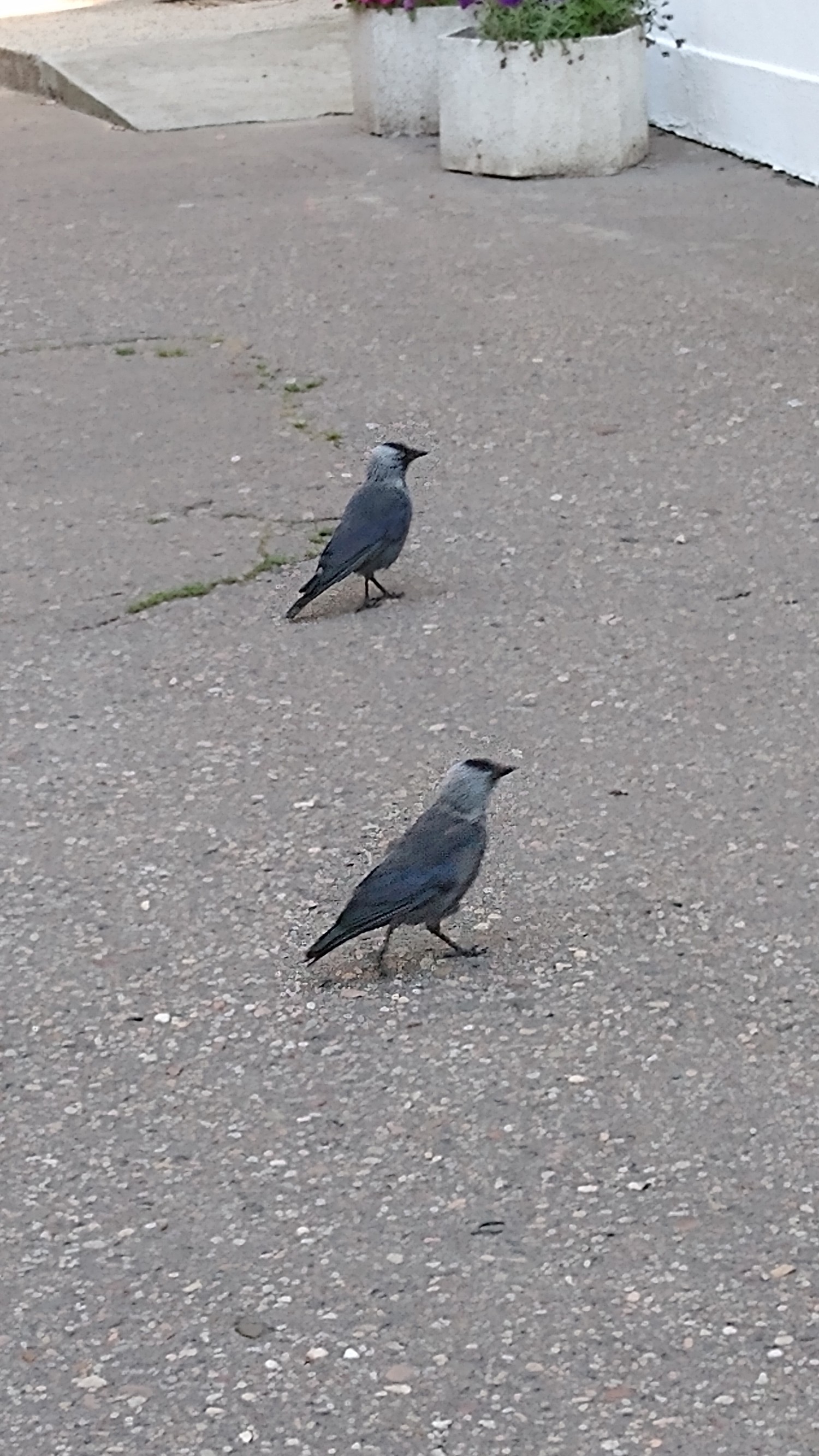 livebirdspoland_2b43177070213ea30e82f9f1d6012fe2.jpg