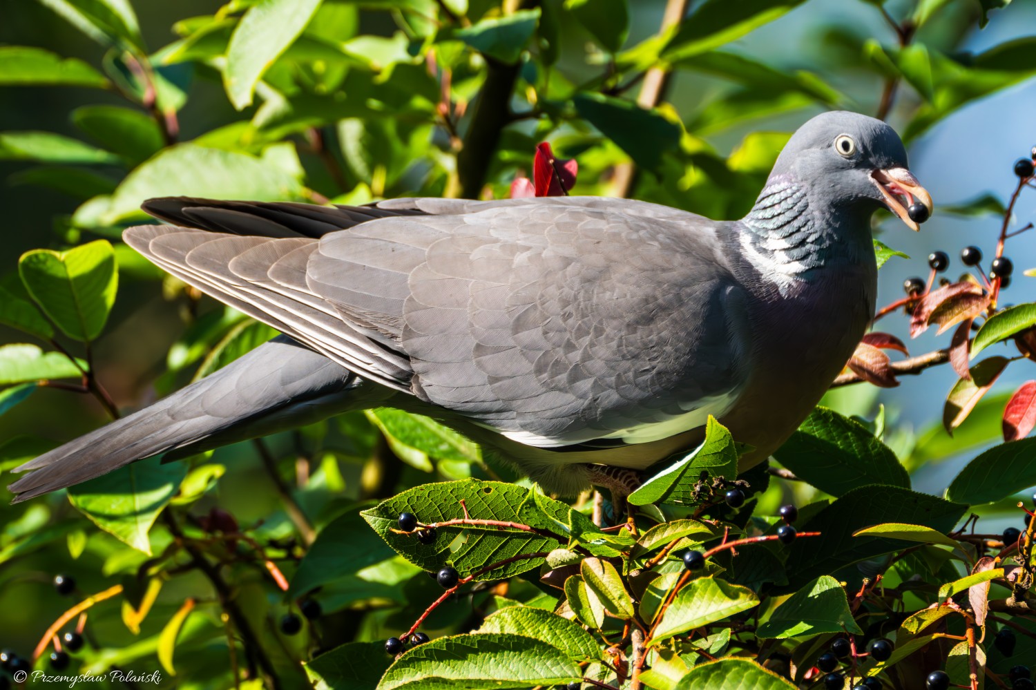 livebirdspoland_eb72e8bda14a44f8f5aadce7ab75289a.jpg