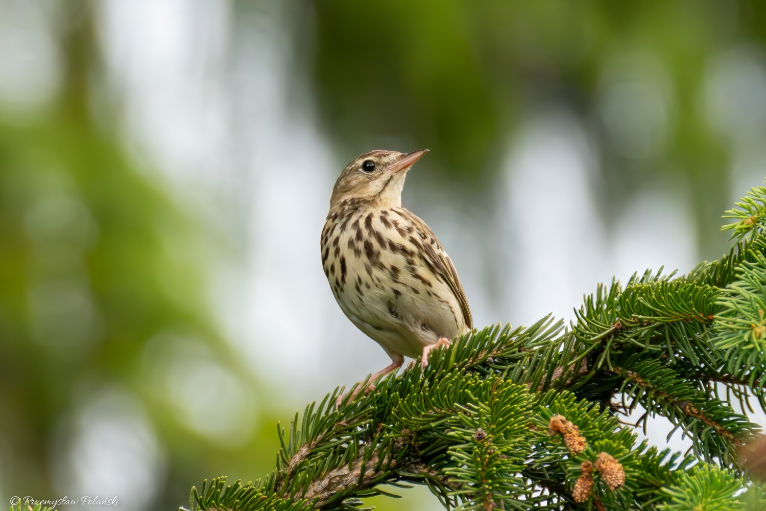livebirdspoland_91ba6655c0aee248f33955454f718ec0.jpg