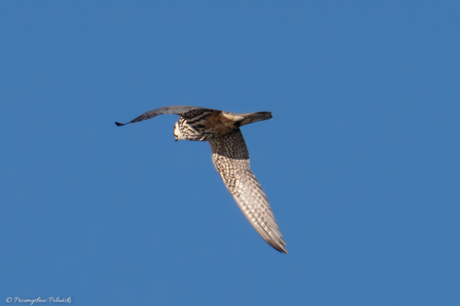 livebirdspoland_444cb5873a7de76d44321f89df8a93a5.jpg