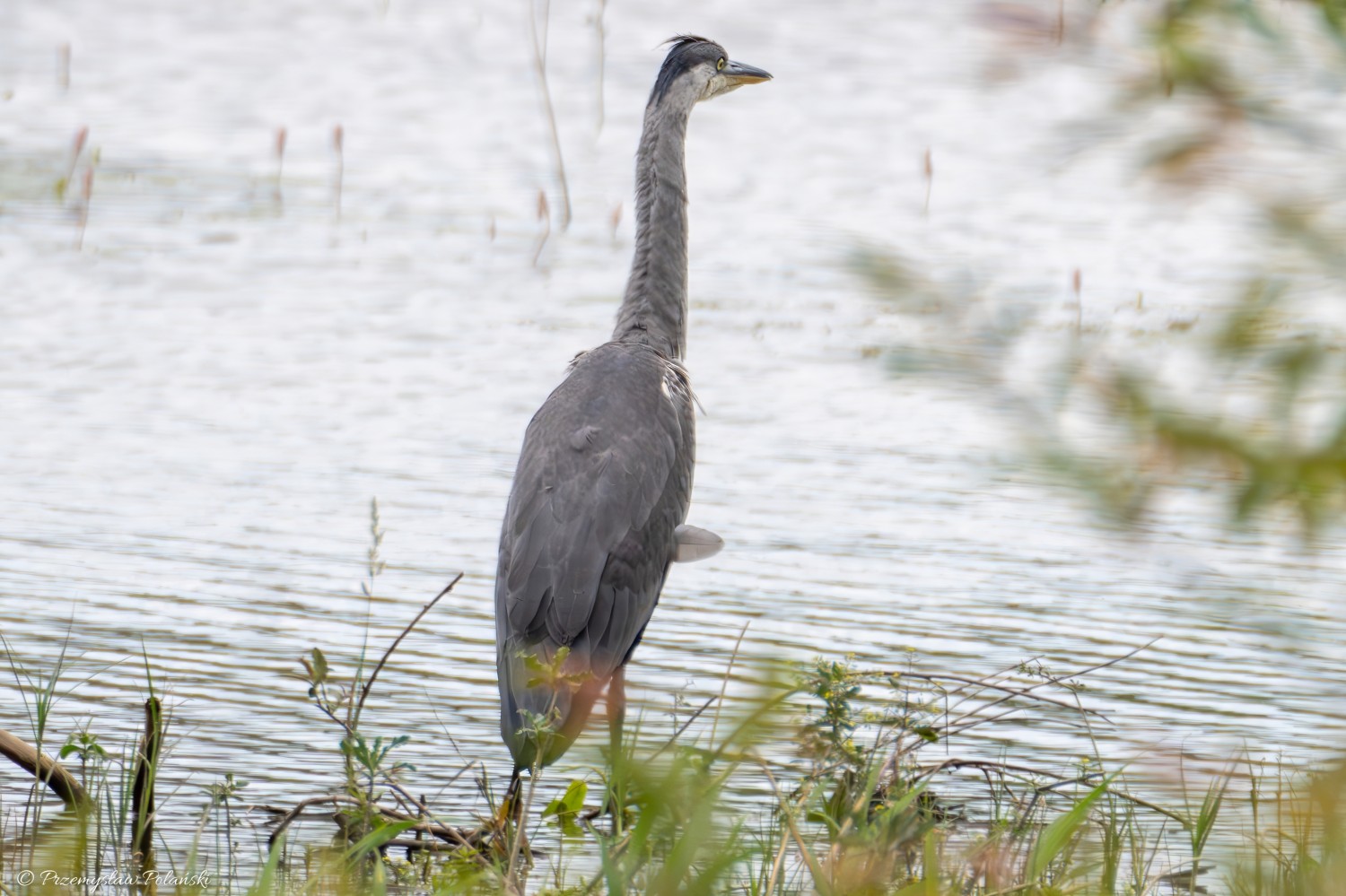 livebirdspoland_c954cc86f4ffad107ea02fafcf58cbf4.jpg
