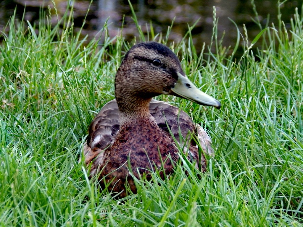 livebirdspoland_6f7dbe048d0983389d86cb5a7c05d1ae.jpg