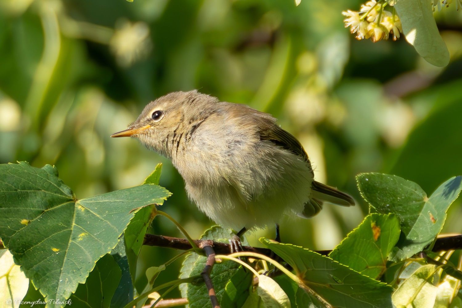 livebirdspoland_8f17699e1def39e5fa7d53039d730858.jpg