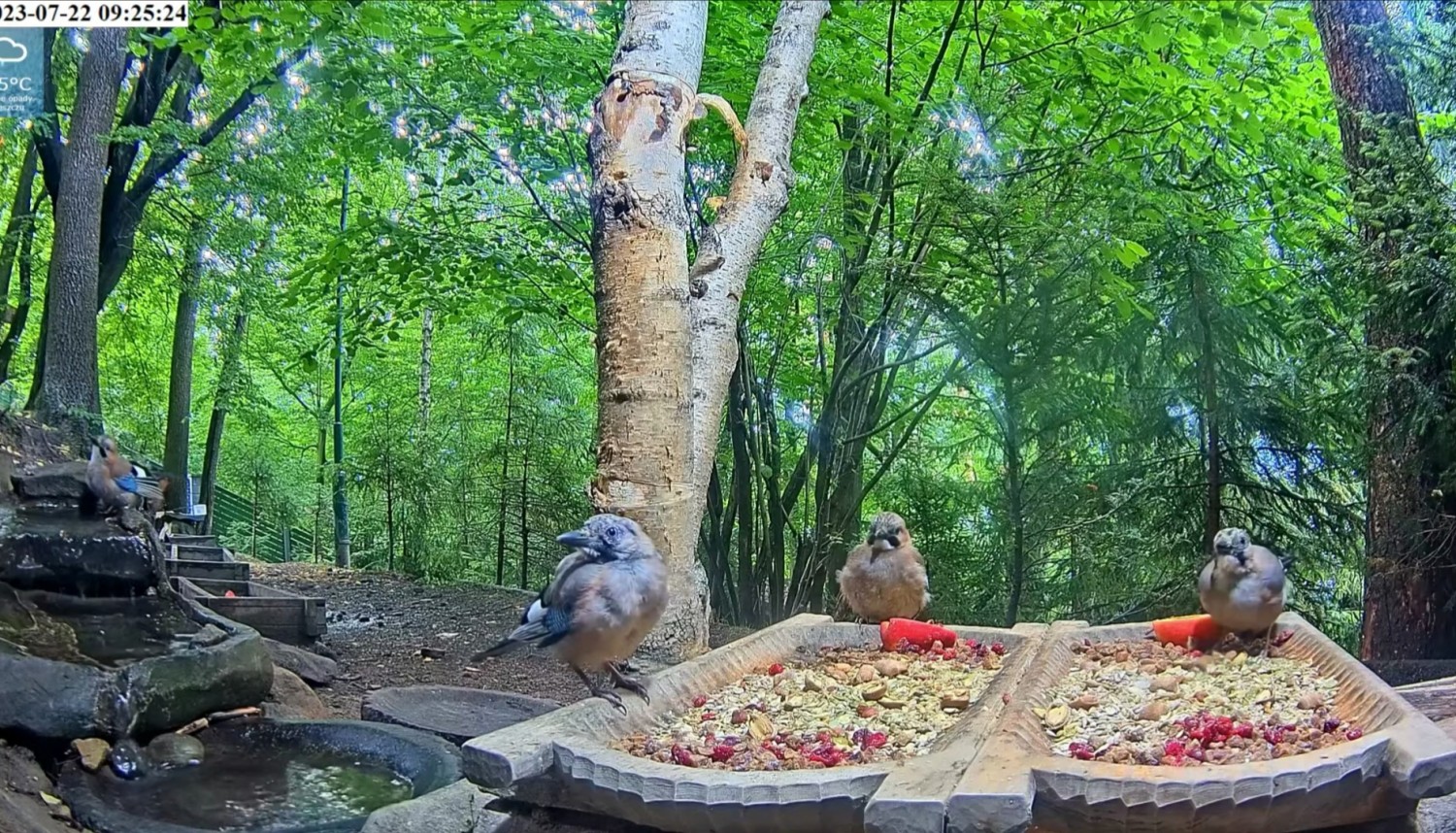 livebirdspoland_2693b20979d4cd0fbd310e7f226317d8.jpg