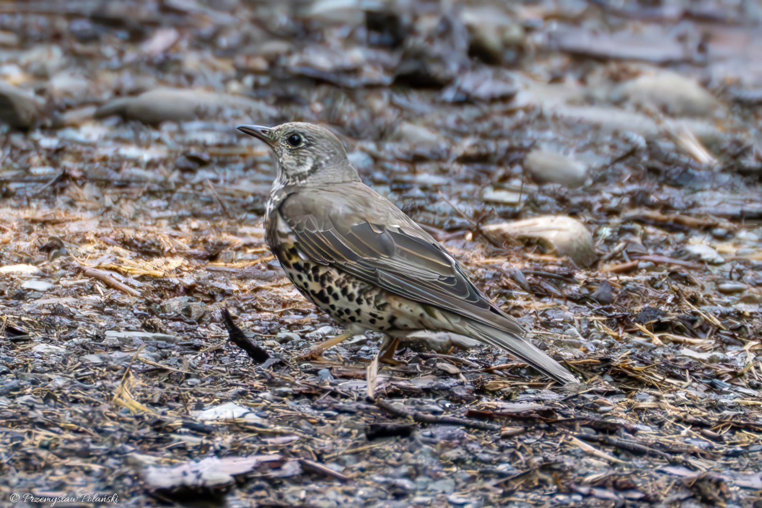 livebirdspoland_02e115791f69e16a29eb9763c4ad6198.jpg