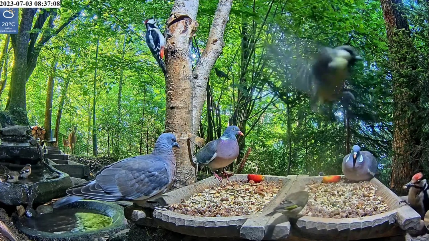 livebirdspoland_a89d113a30181cc5c54913012206bf9f.jpg