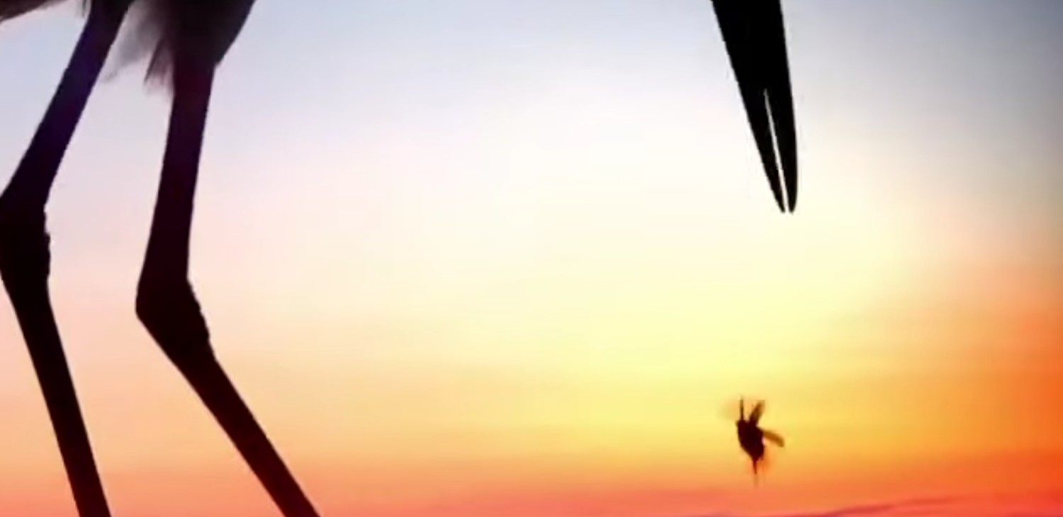 livebirdspoland_ac79dd9e754b45e255ddb464ce6366b5.jpg