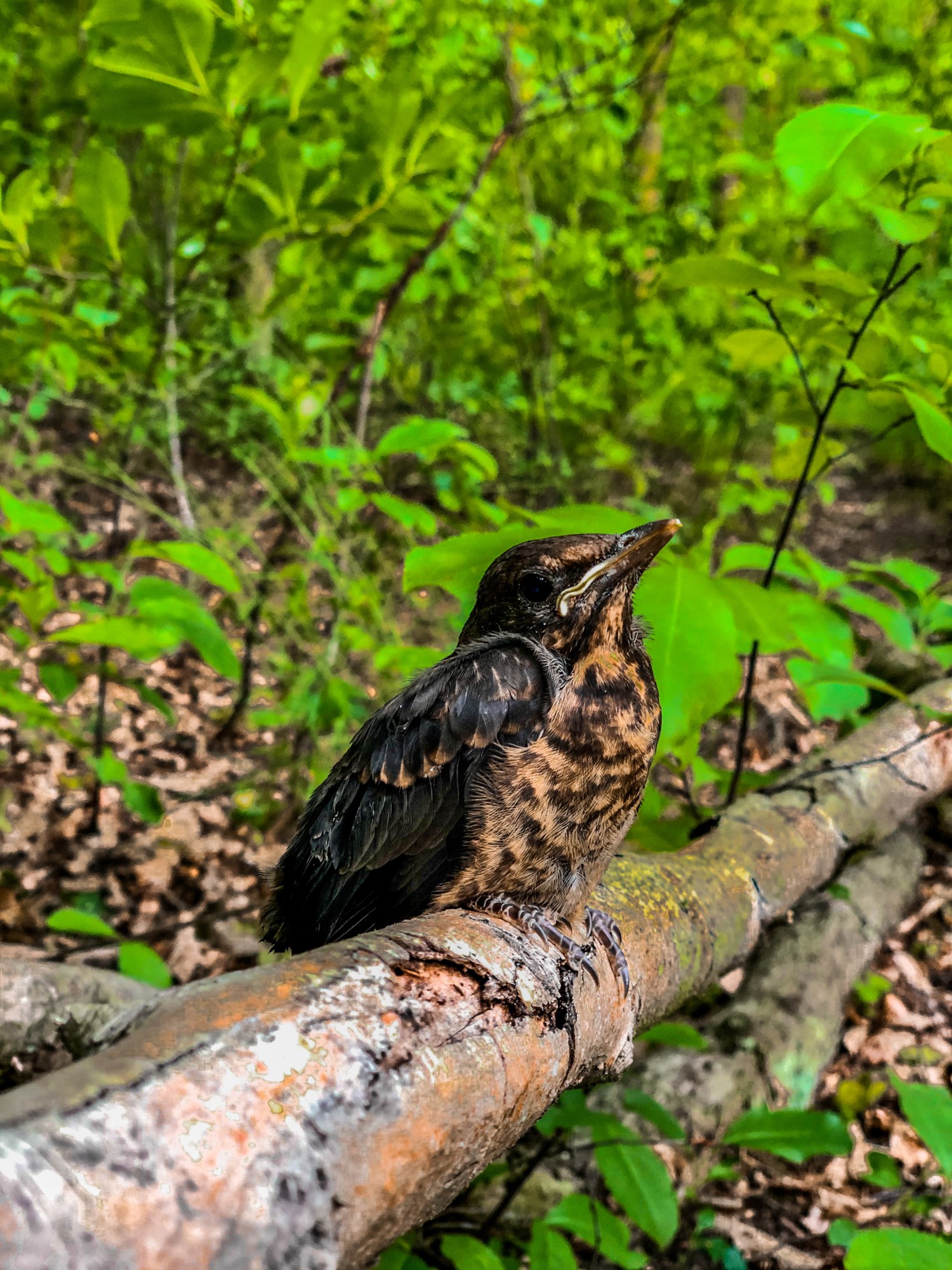 livebirdspoland_0924b328ddd23d232d8ba6acd66fce6b.jpg