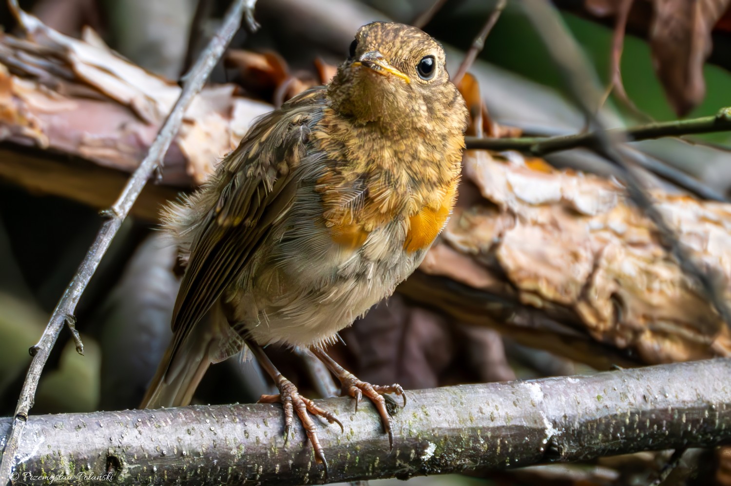 livebirdspoland_8e1c954aca5536e95e670e713c9ca581.jpg