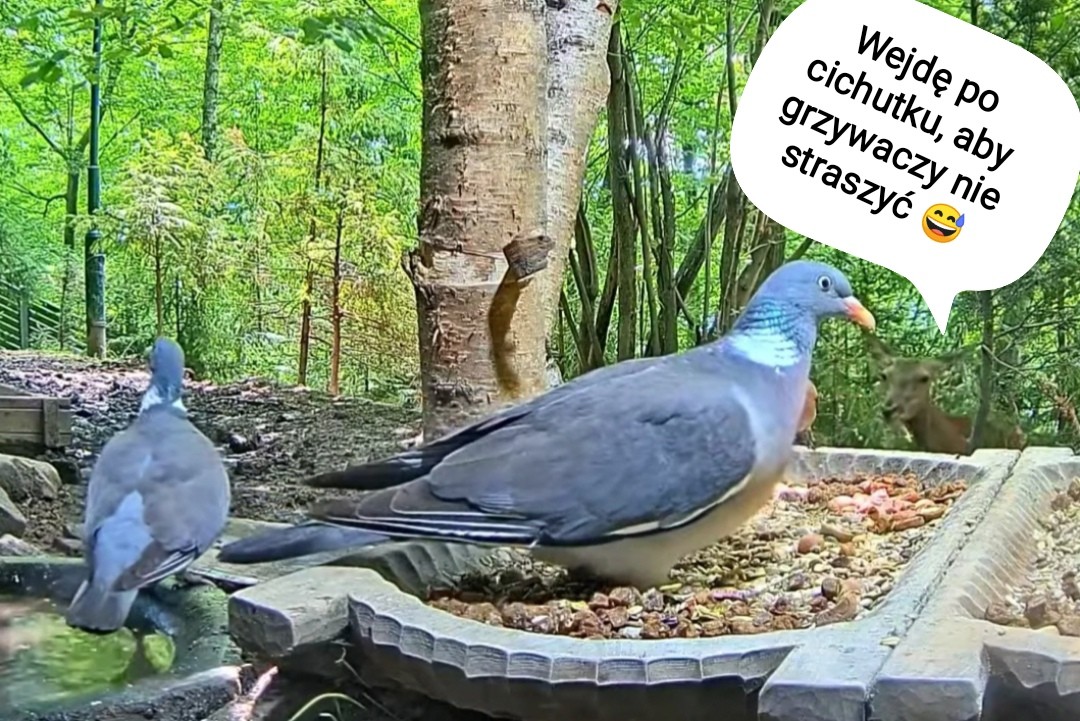 livebirdspoland_e228049c71c6516a348adde259b3b648.jpg