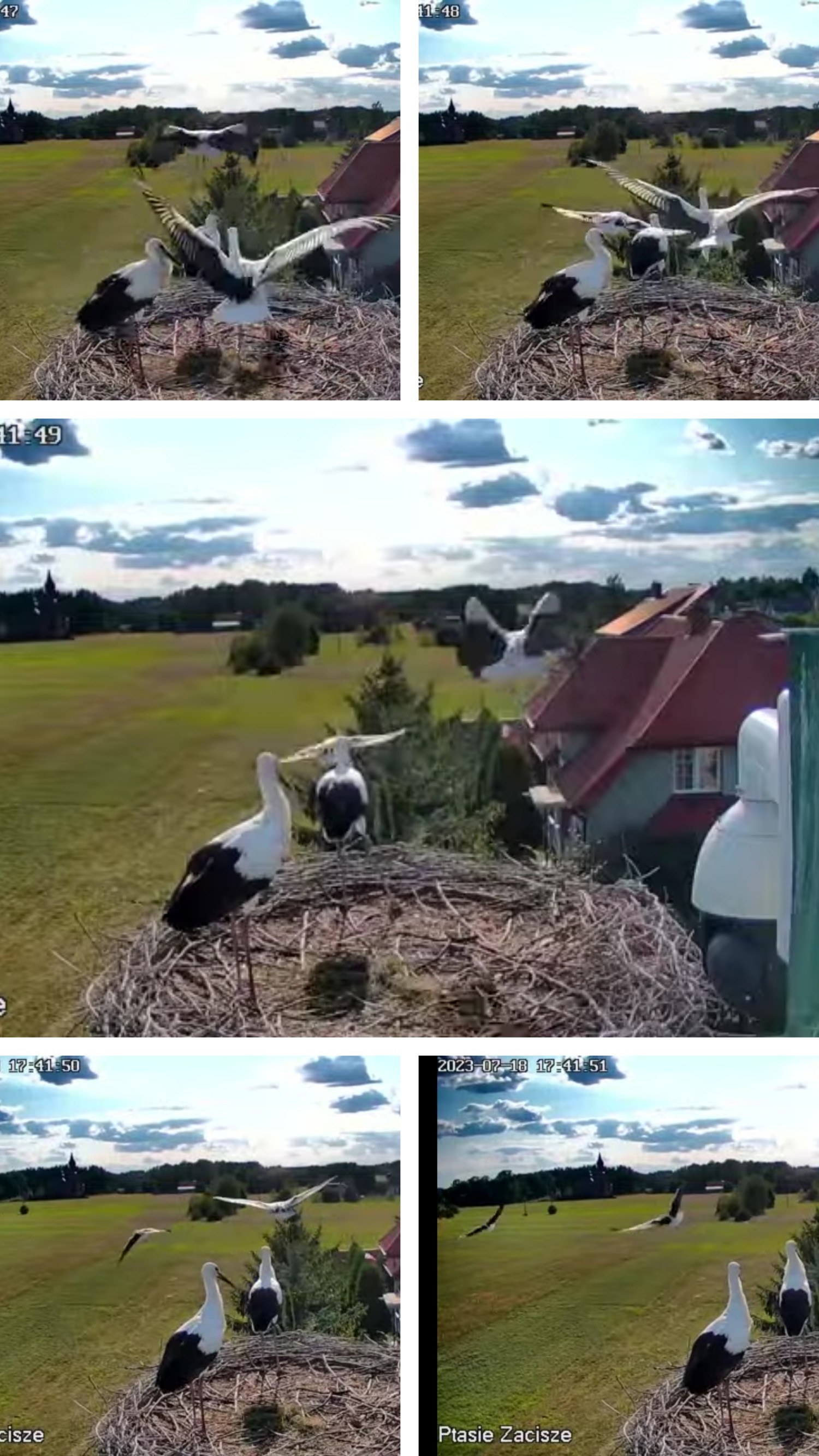 livebirdspoland_2b3ec290f4466585791c5066dd0a28cf.jpg