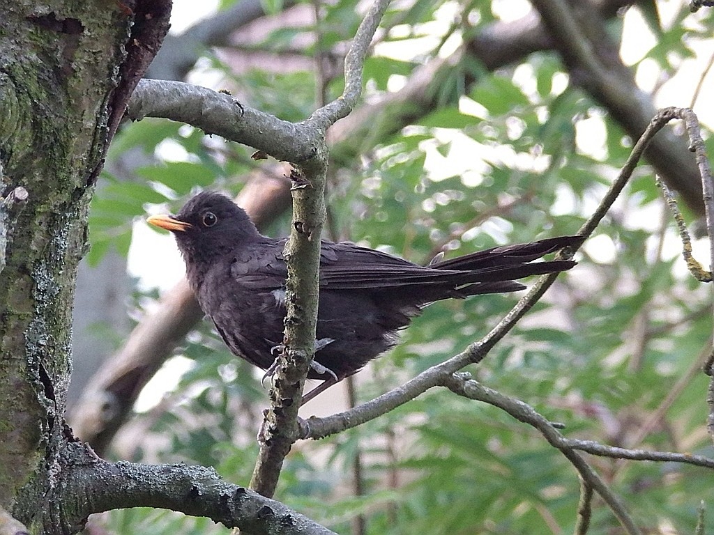 livebirdspoland_266e95d48f204fafdd851aa3164cdd4b.jpg