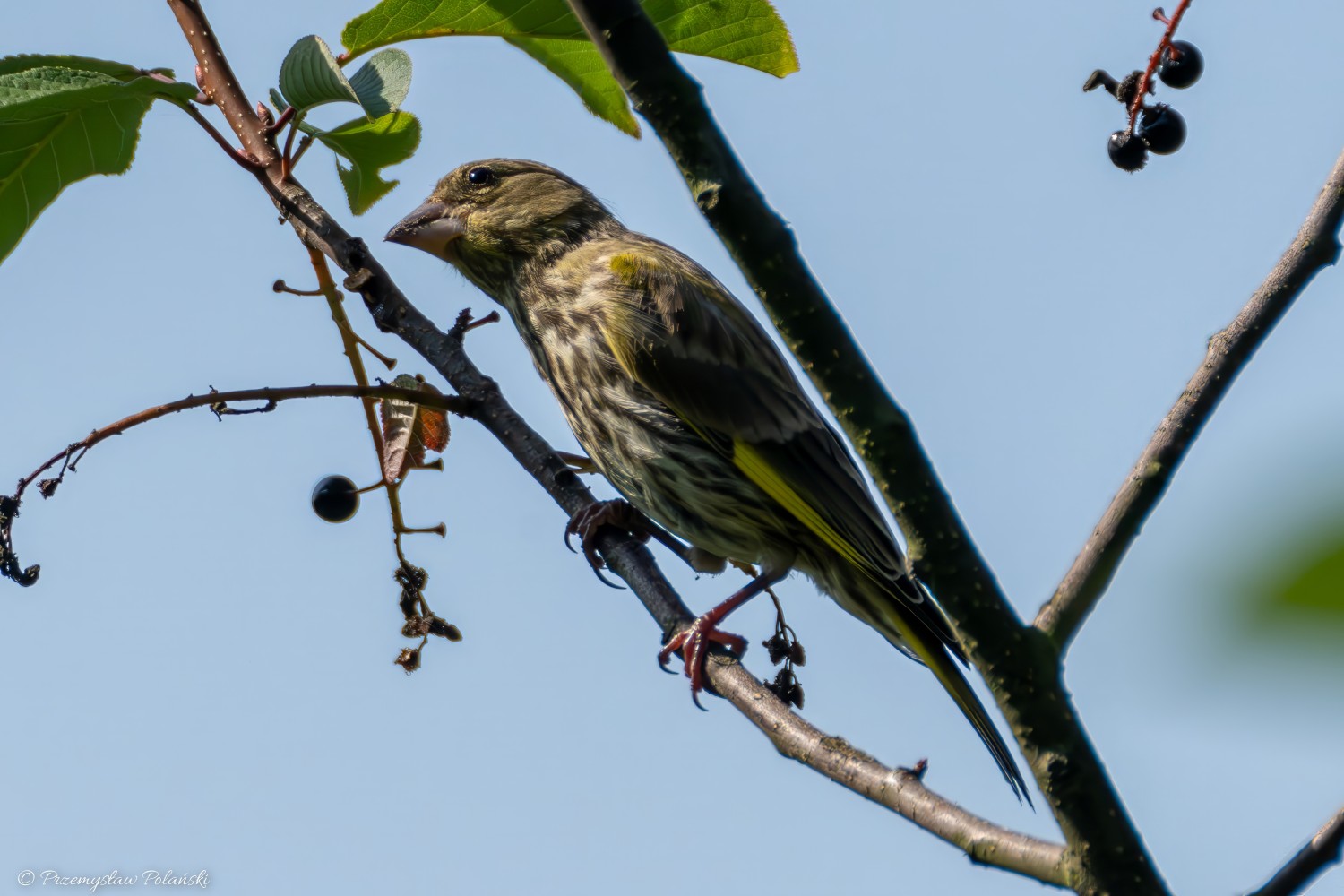 livebirdspoland_5e56b20371d4d9dac73159dbc201d2a7.jpg
