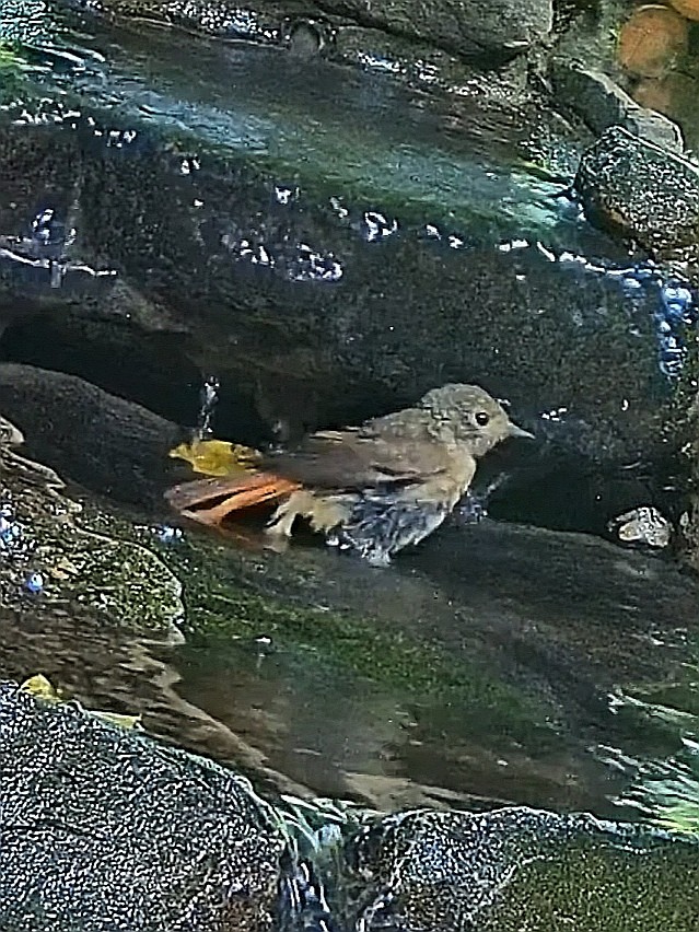 livebirdspoland_62c3b0b5a53ccf3e5476996300336e98.jpg