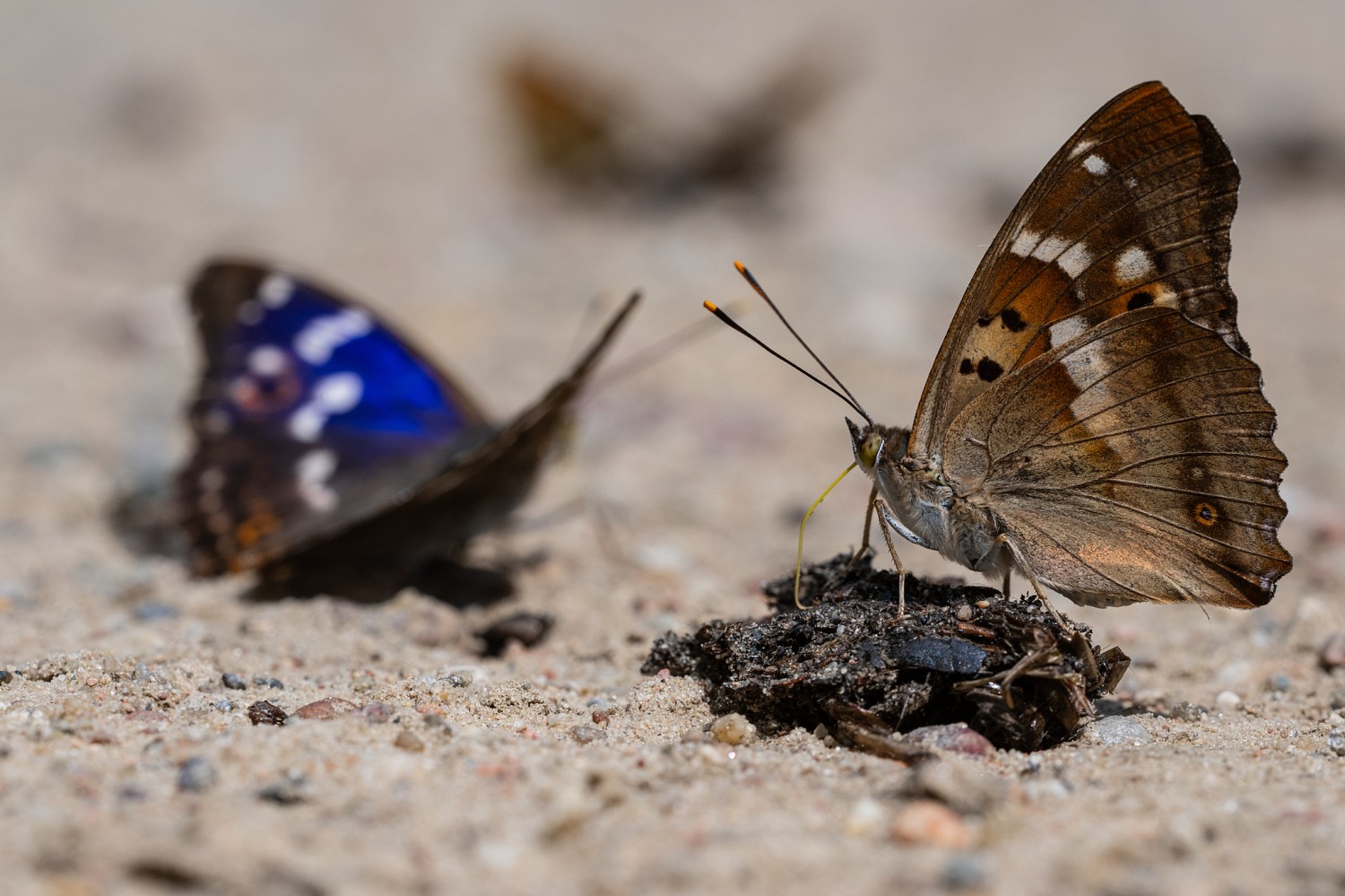 livebirdspoland_47576a82530f28ca0ee1b3d47640cb9e.jpg