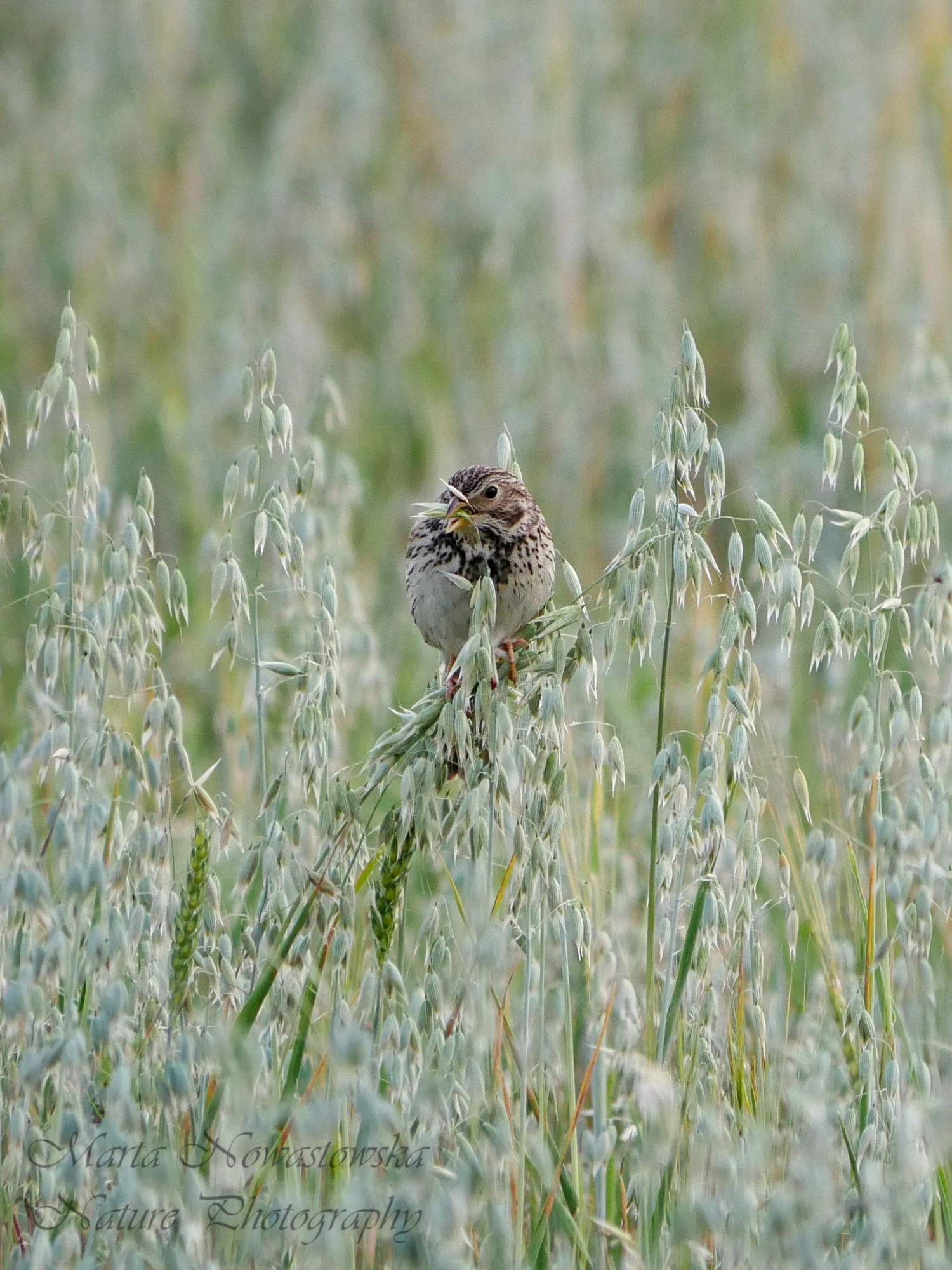 livebirdspoland_d6f68f8cf476dfb263663c65461f2850.jpg