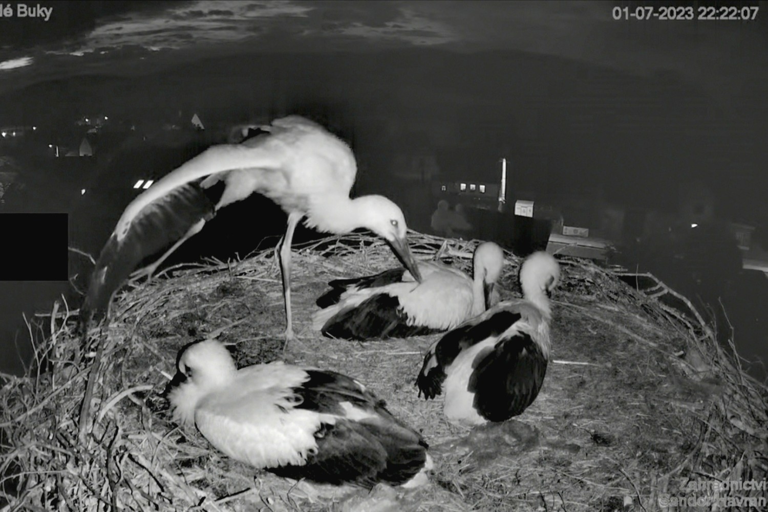 livebirdspoland_384b0ba8301d4bf87712872ec754e4f7.jpg