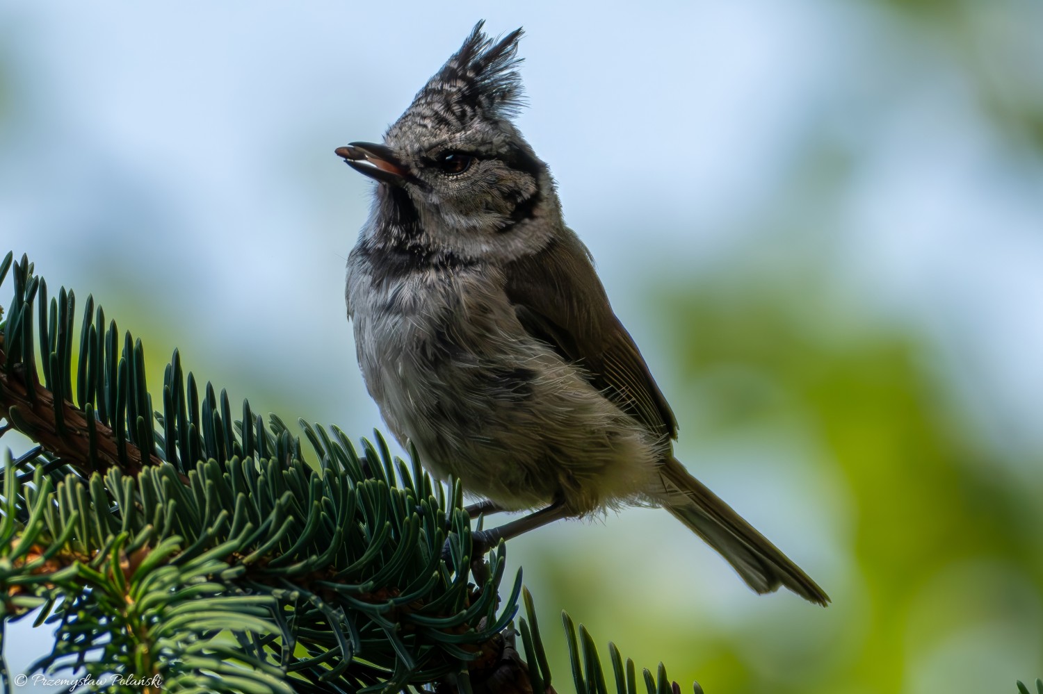 livebirdspoland_c73533e09a25e37b73ae09b5e7308a3e.jpg