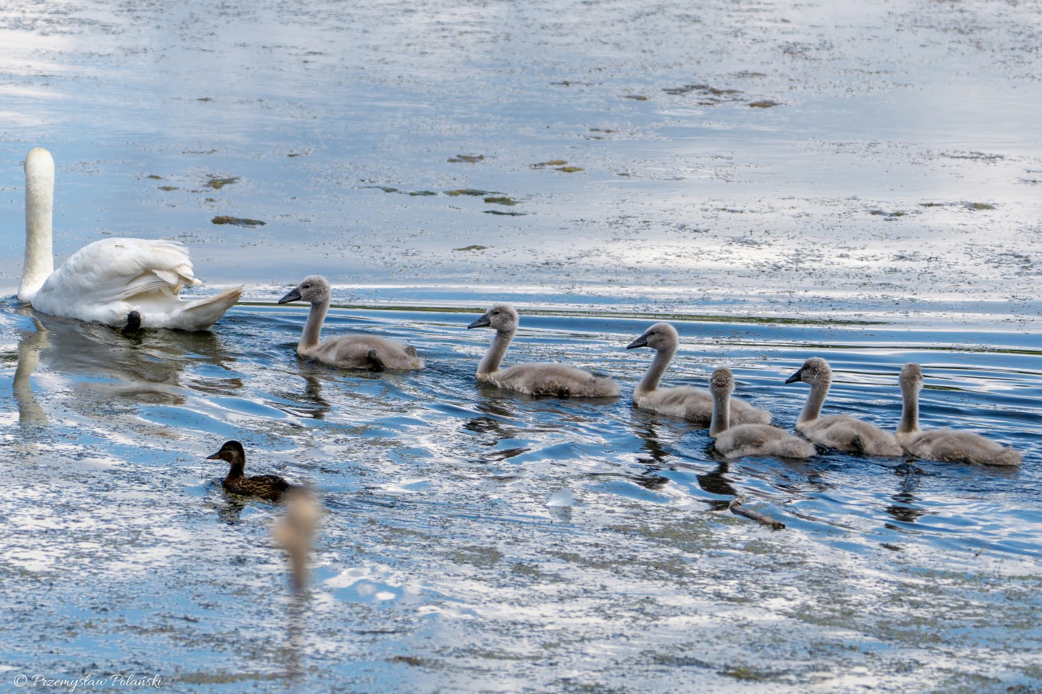 livebirdspoland_f3f6c9d07dca22fc55ee11e10ea441d3.jpg