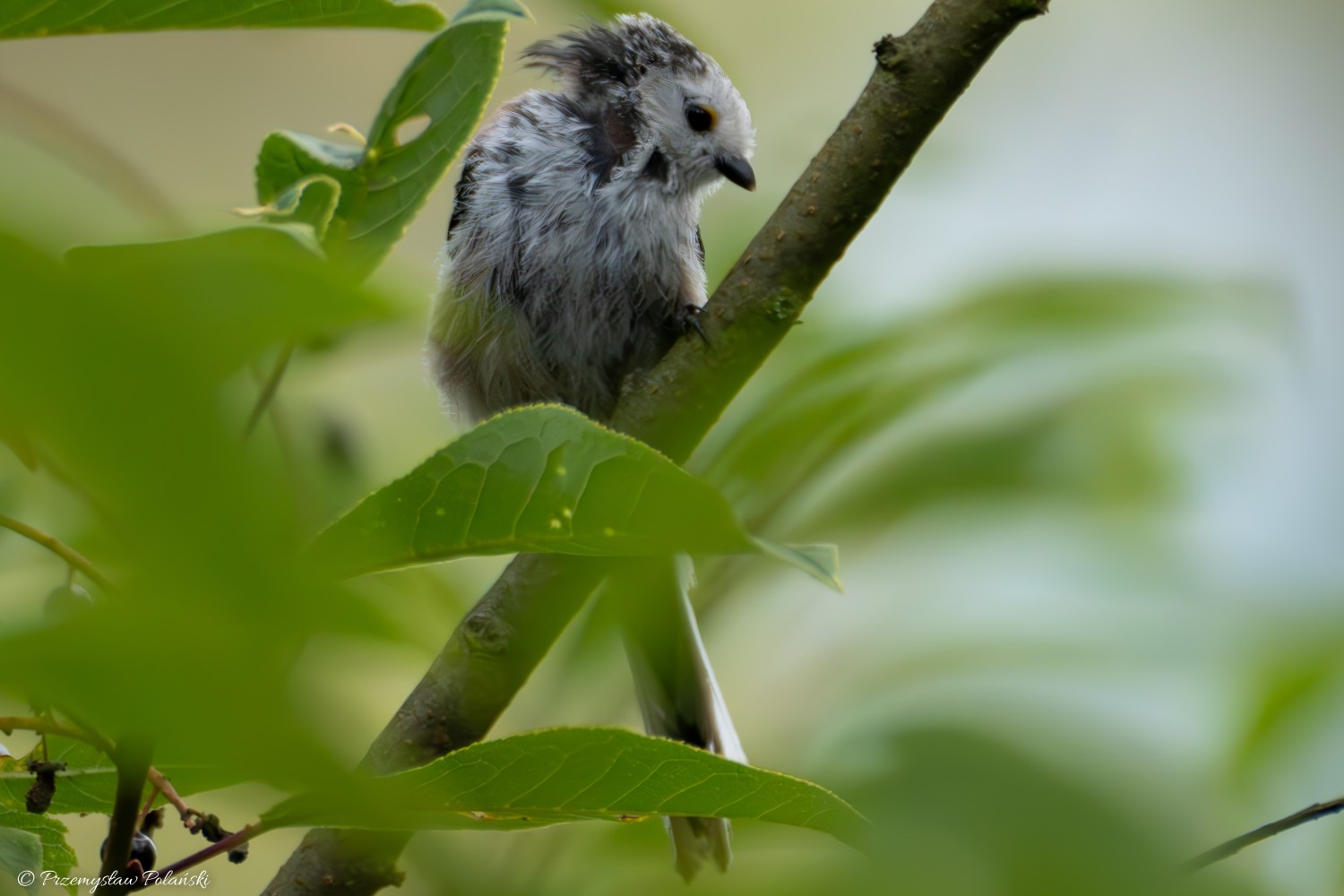 livebirdspoland_4515e1dc505830addd3efeeabbf06cf1.jpg