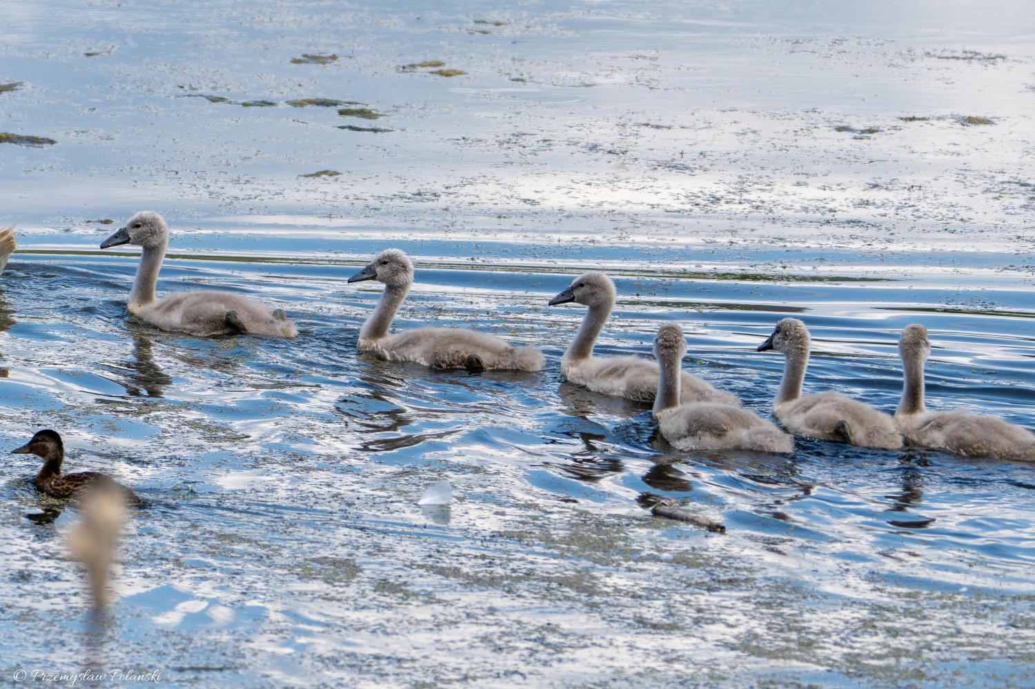 livebirdspoland_8eef5757bde980a0f9cab1456681cd01.jpg