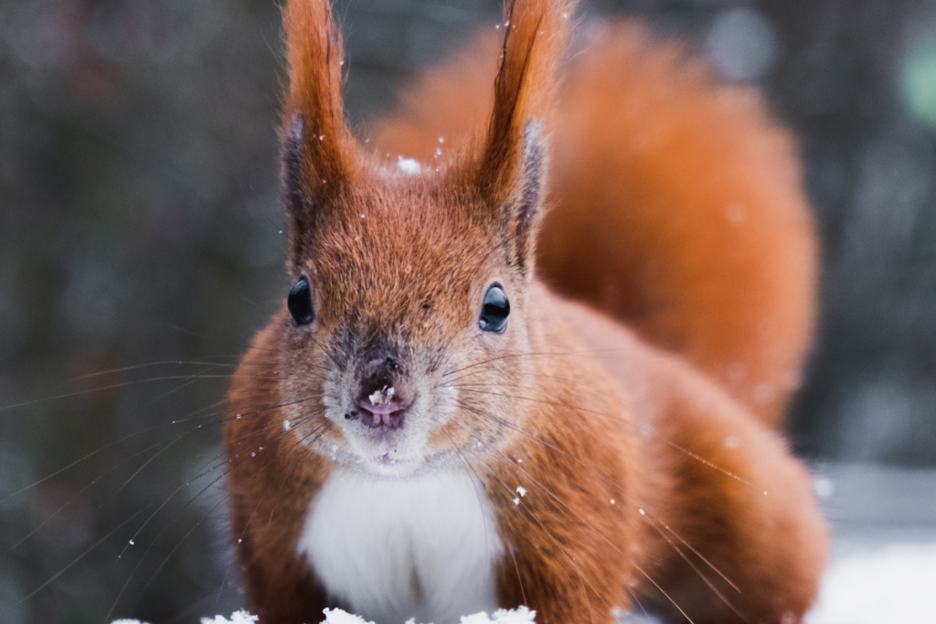 livebirdspoland_784c6b9dd3b2fa46a77d950370c674e8.png