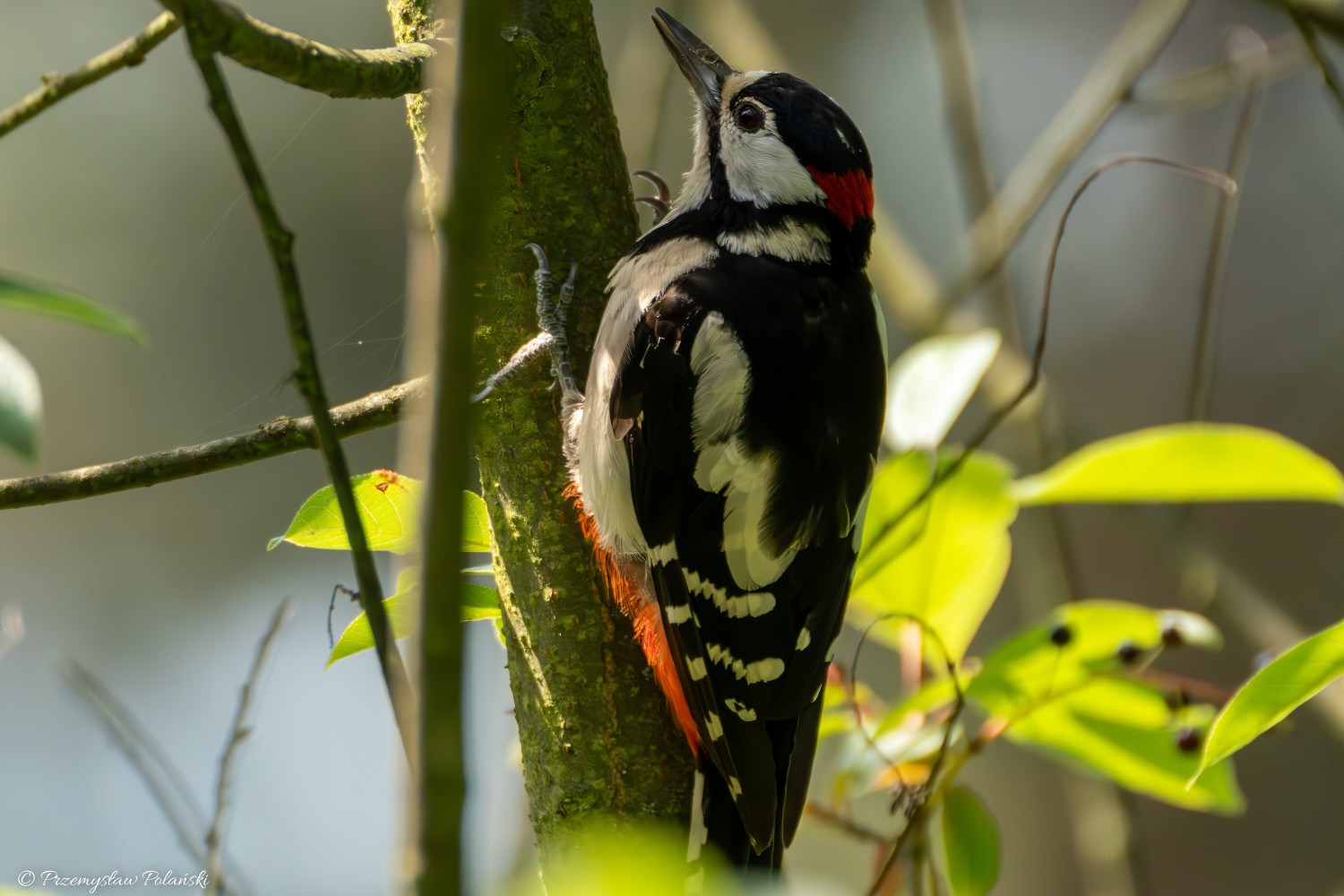 livebirdspoland_06b1d2df701c4c04d0cd4e03db7ba288.jpg