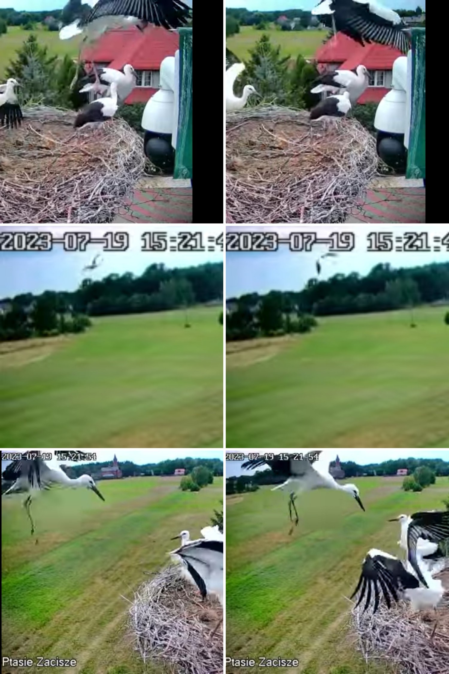 livebirdspoland_3f7ccfd14e00dde98d8742b5b83a46be.jpg