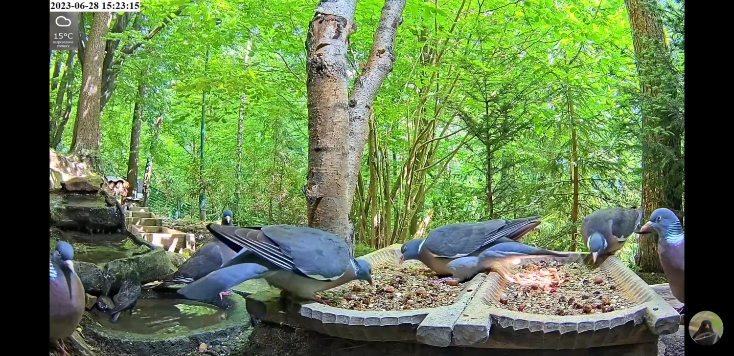 livebirdspoland_f767f57e58abfca152a941751c0afb7b.jpg