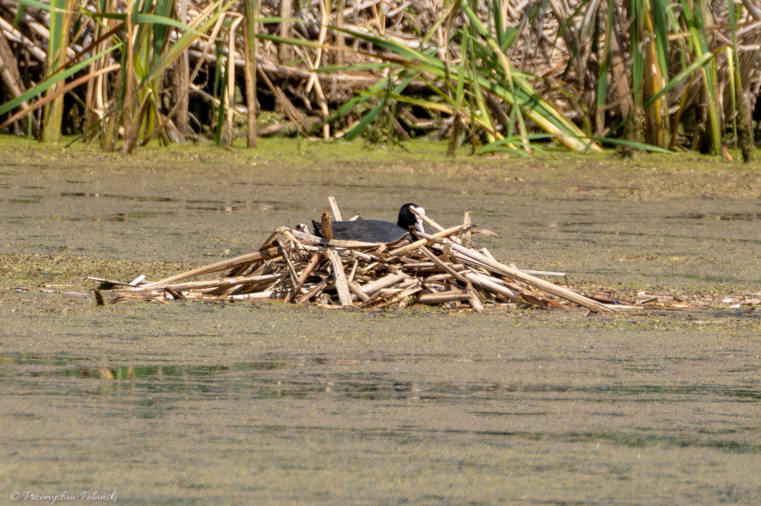 livebirdspoland_08cb933baf6d4488270fe296c5e19cd7.jpg