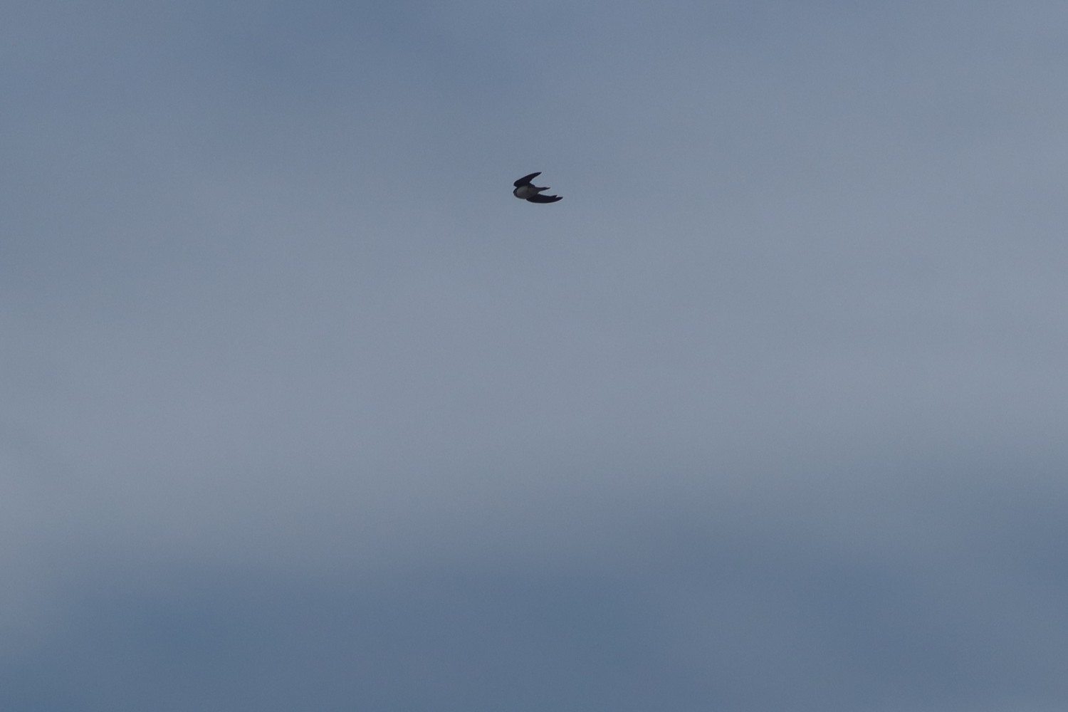 livebirdspoland_e66dc98cf636f327856b690159fc5f82.jpg