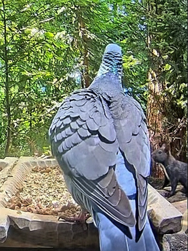 livebirdspoland_978348b1909c4742165128fa64376483.jpg