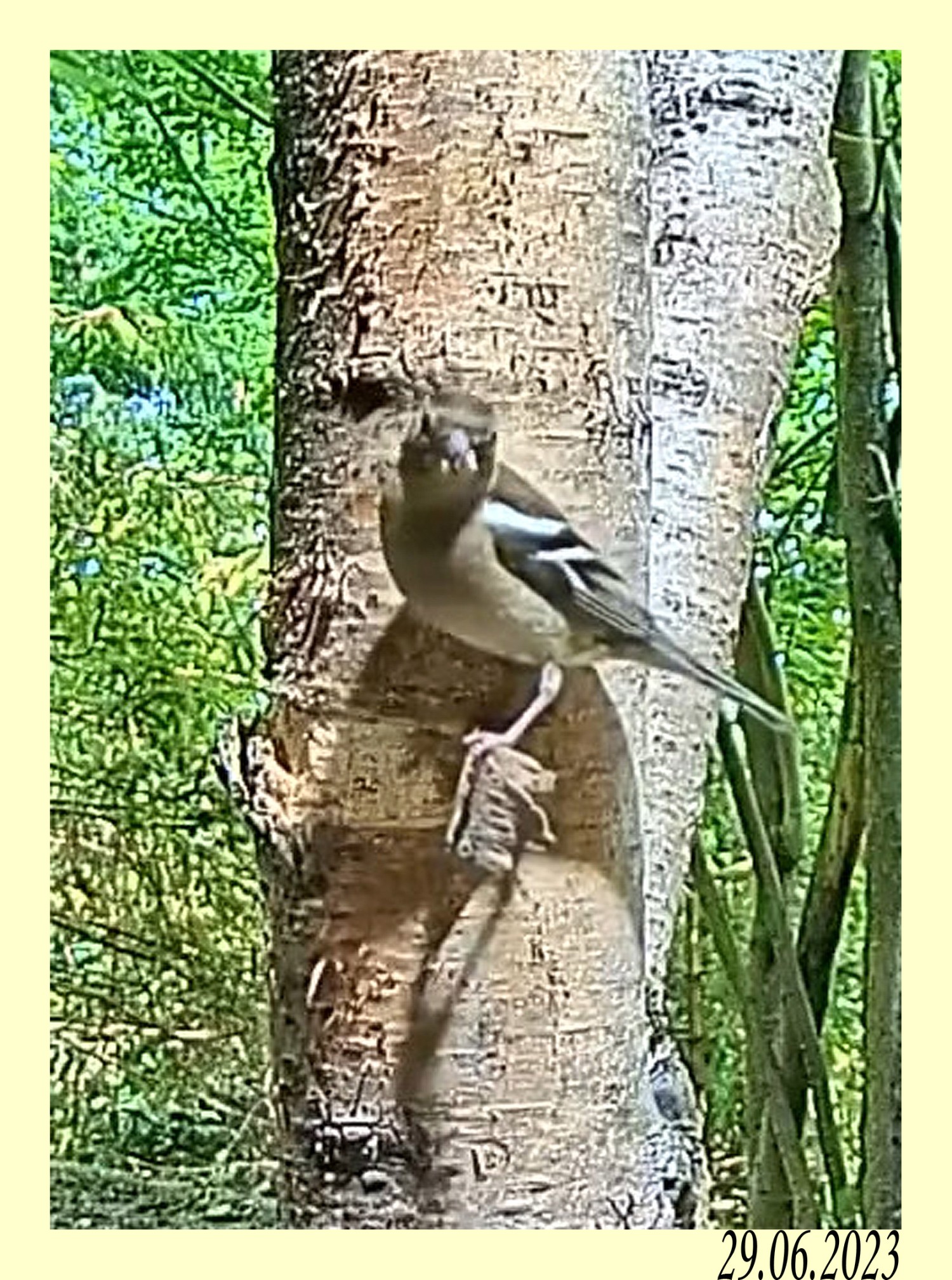 livebirdspoland_885d367c03a5ed04b57b8a545aab4028.jpg