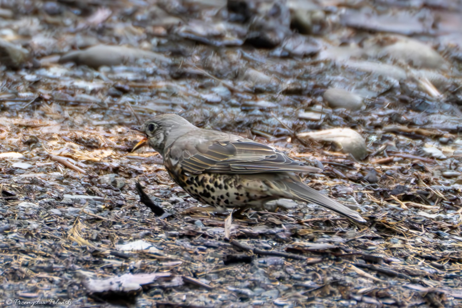 livebirdspoland_ed08da300632d38476dee1985c9b64c5.jpg