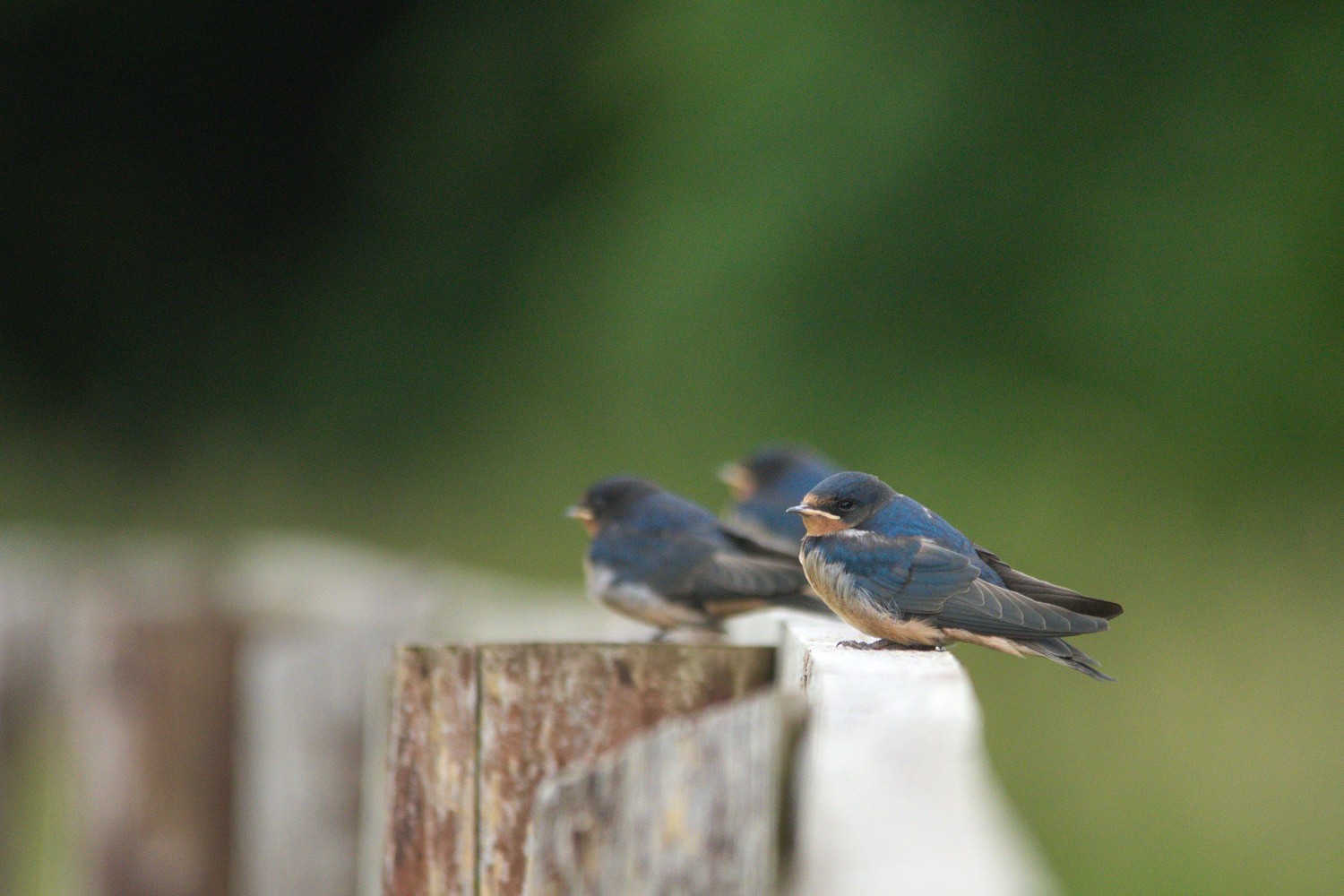 livebirdspoland_3e5825d9393cbb87900a6a1665f894fa.jpg