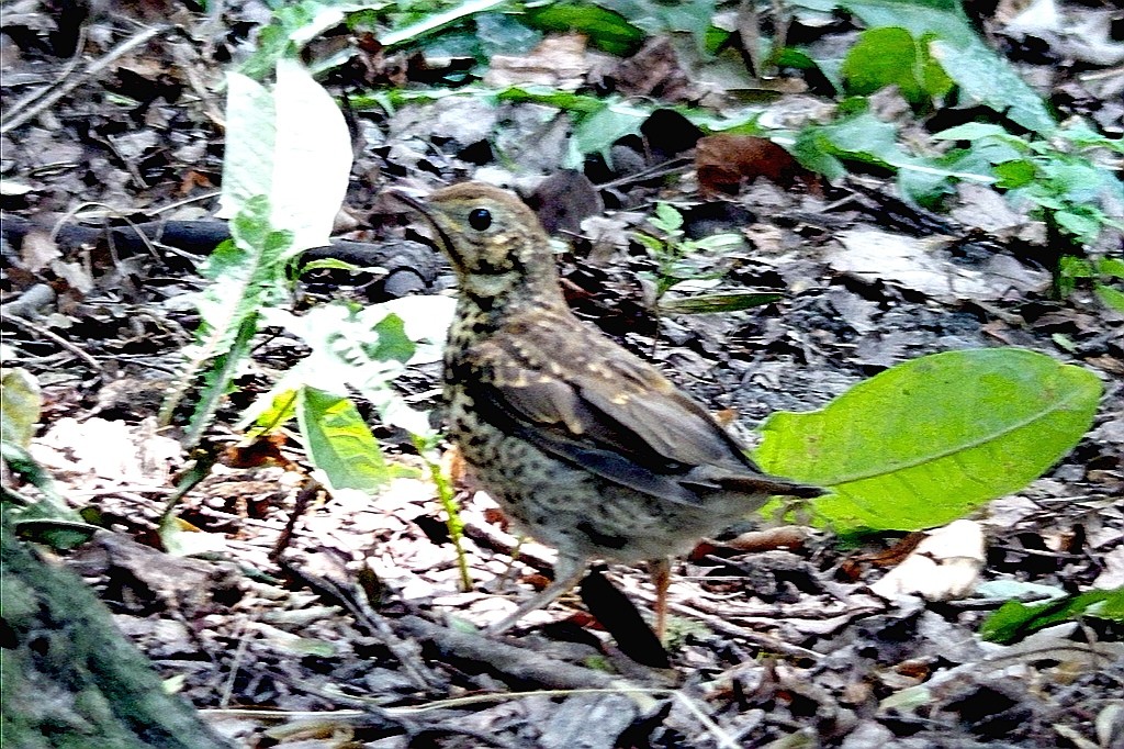 livebirdspoland_37587113affa896c2d9b618d2d975fb4.jpg
