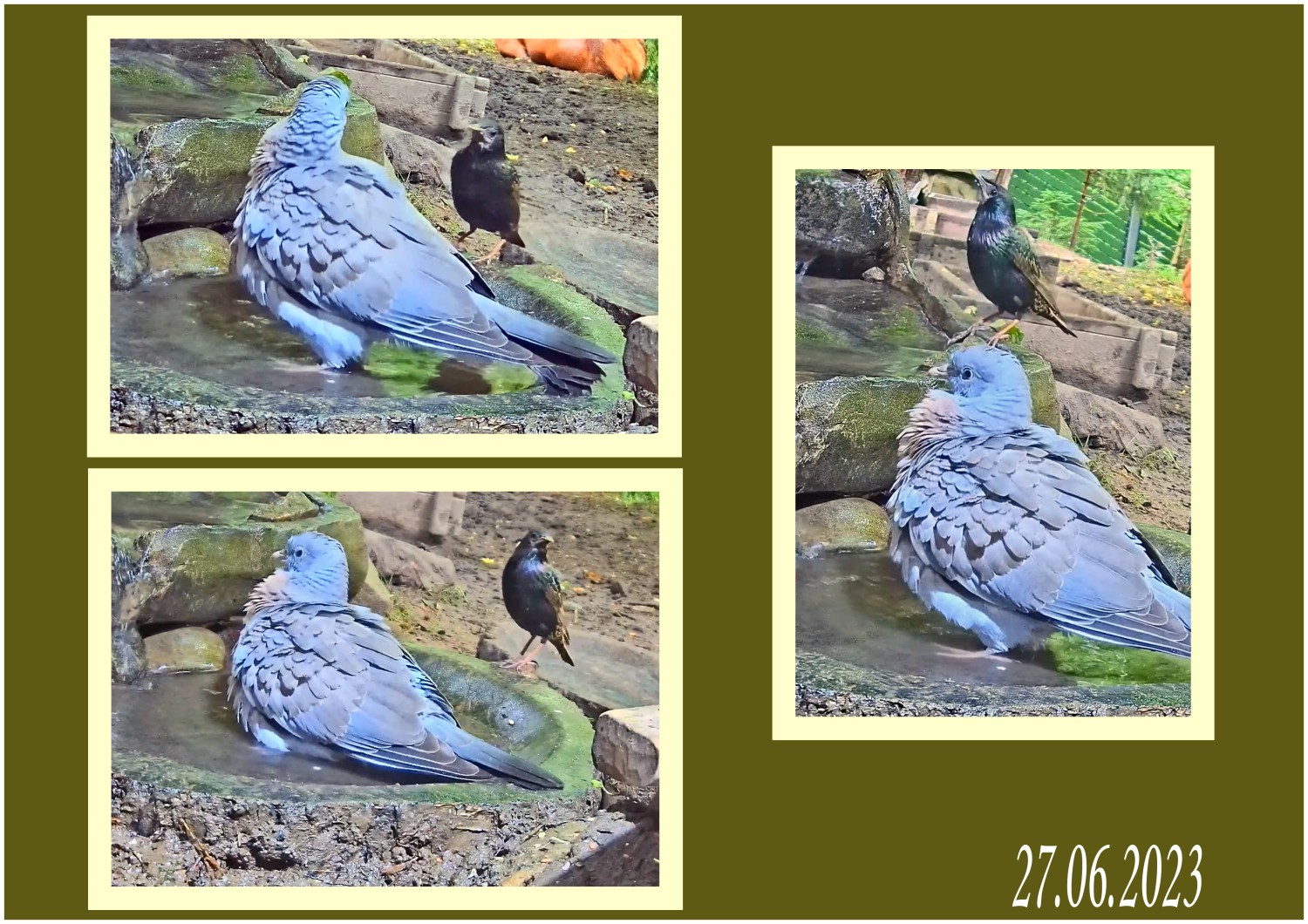 livebirdspoland_bf53cc715e938128de5f90a9ff1f336d.jpg