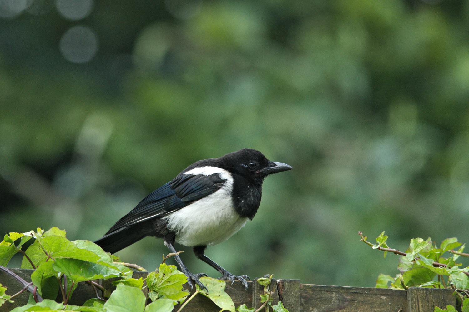 livebirdspoland_51067b17c9ee1f5b9871de4d9f88e742.jpg
