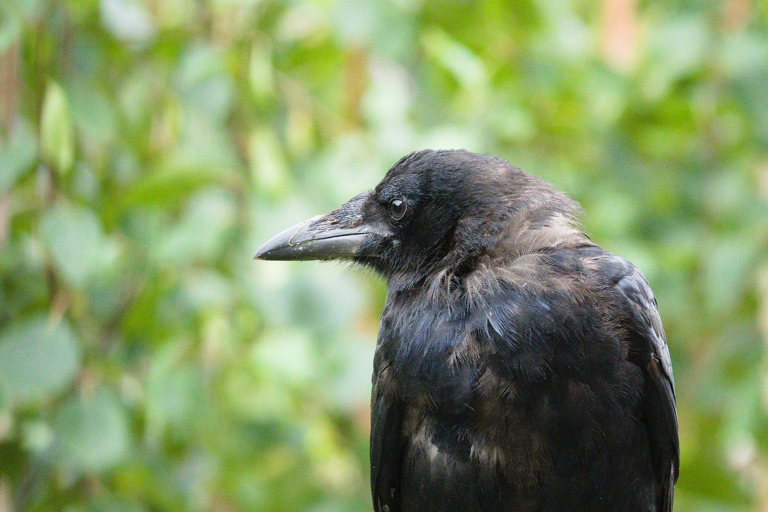 livebirdspoland_65affbb7e1a33b574186358c419ffae0.jpg