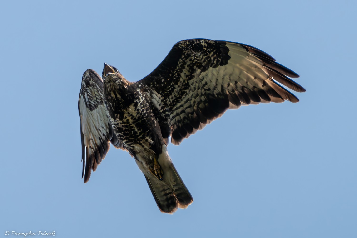 livebirdspoland_8731d9b890712c086890baee53dda658.jpg
