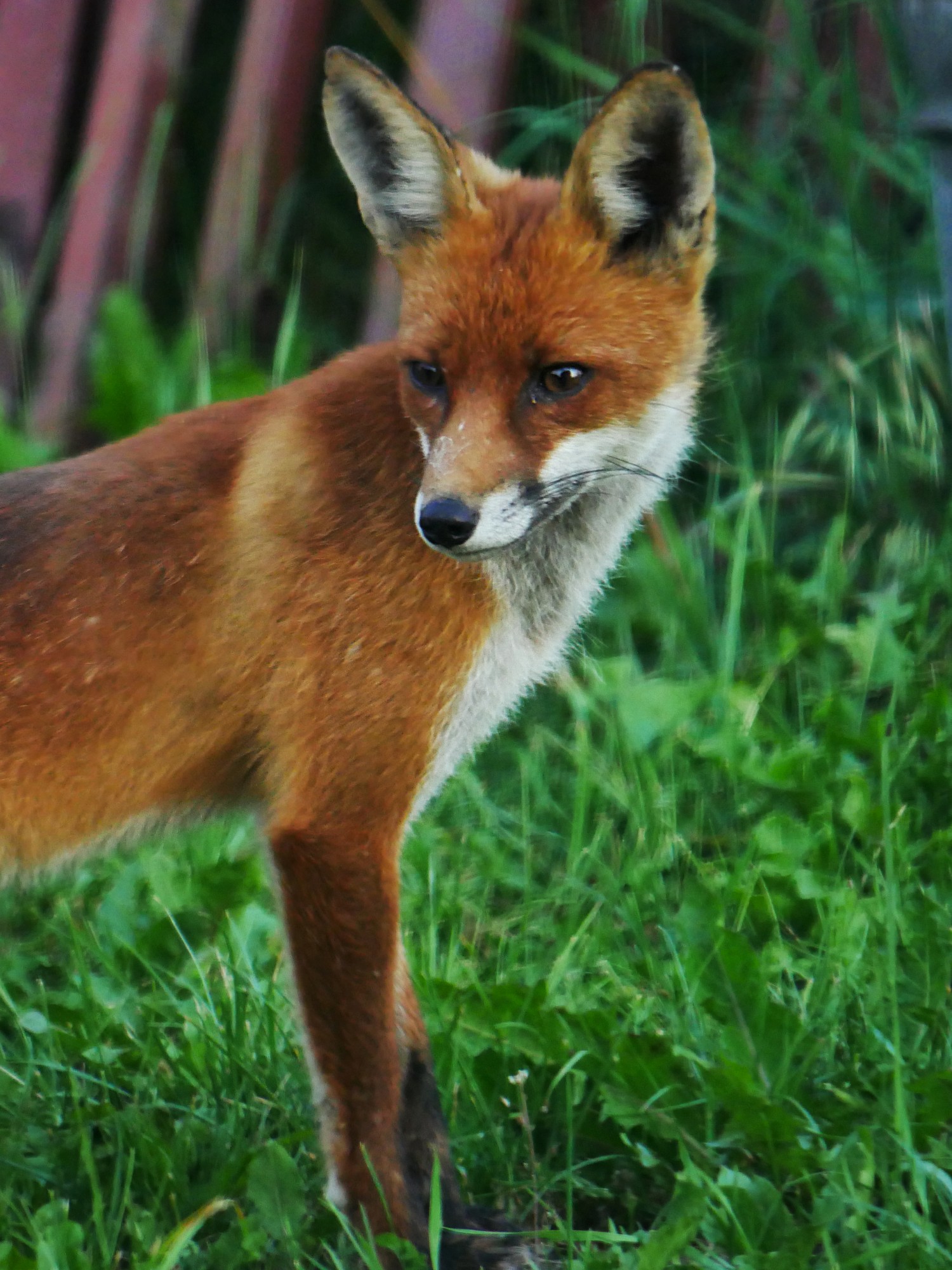 livebirdspoland_4b6c3ca8348a23185bb2b3bf8c3f54d7.jpg