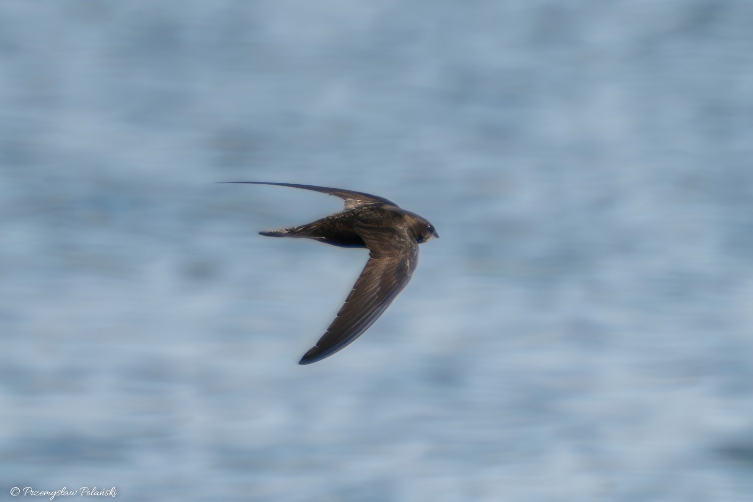 livebirdspoland_db0598af30c475ef117c51fc269a5f0b.jpg