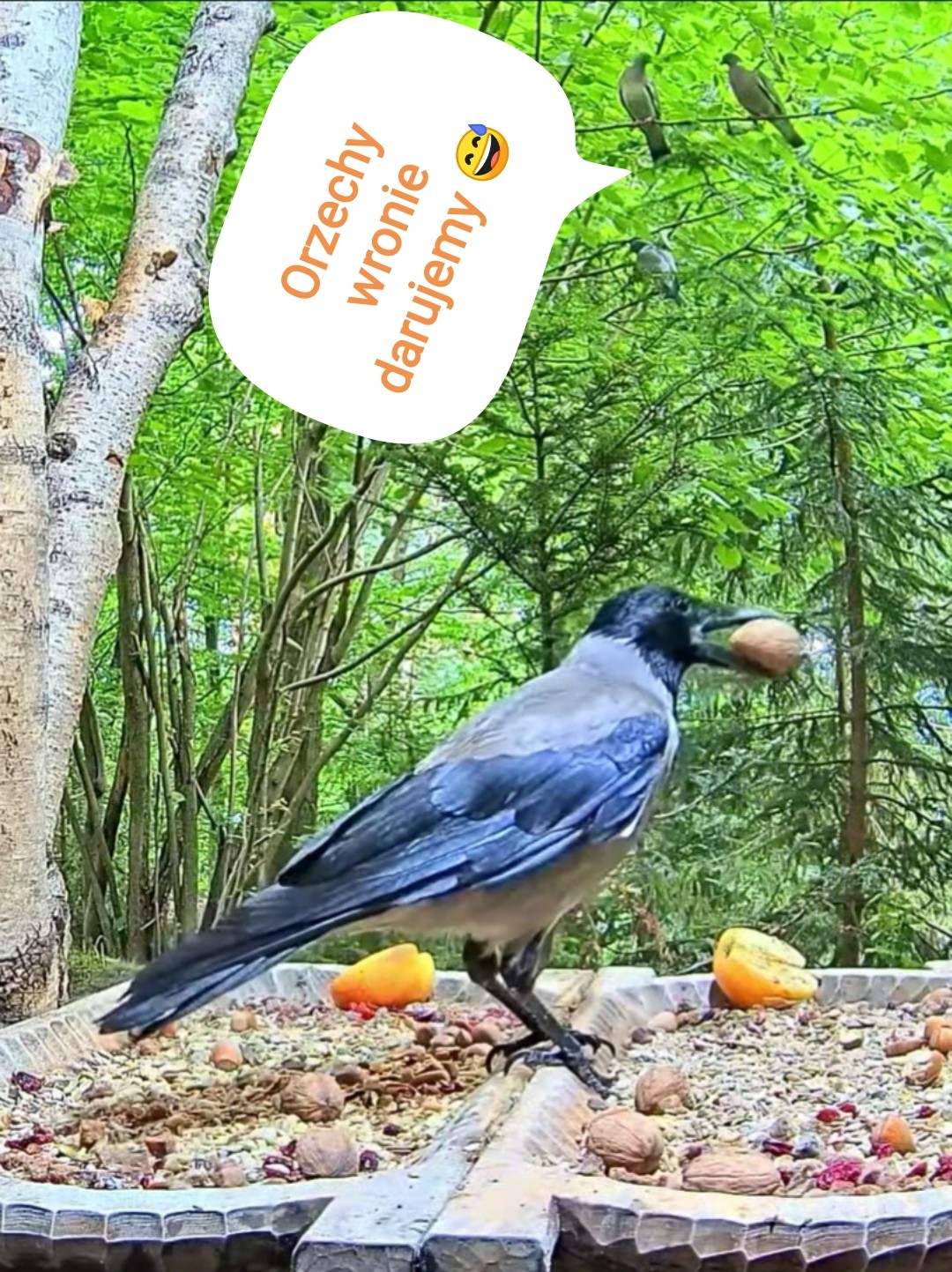 livebirdspoland_e2e6d5dbf0d316a95bd4b496c244b3a2.jpg