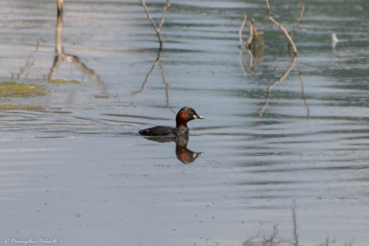 livebirdspoland_c1c69d61fc15d4f9b8fb7e86fadfa5cd.jpg