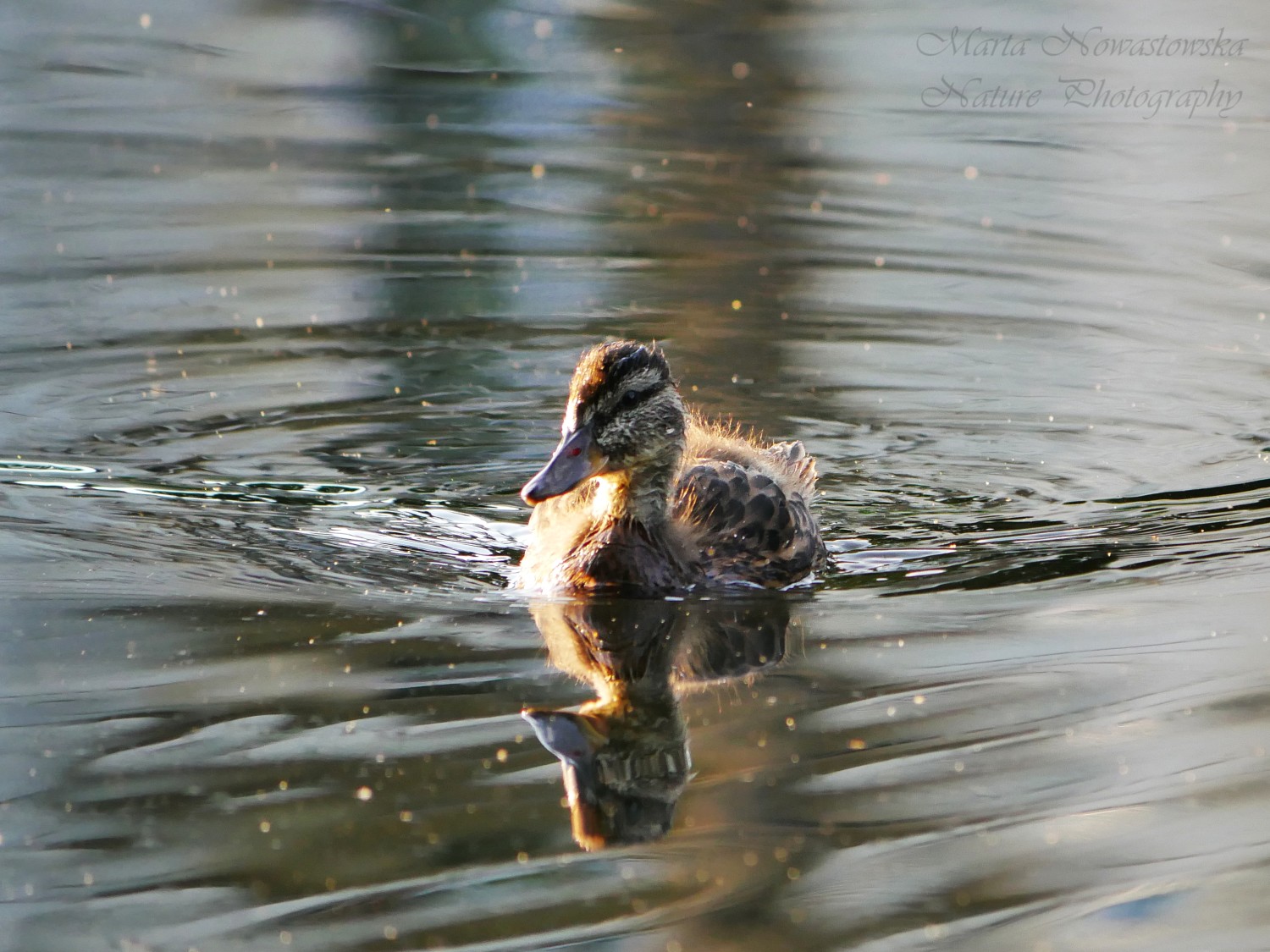 livebirdspoland_a85b3d8c4d3480400a56204f7f80e8b5.jpg