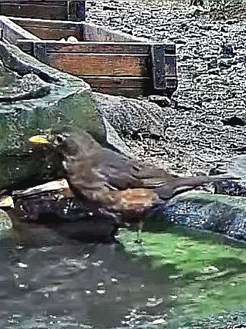 livebirdspoland_4e427cb5ec2e12ae3071f430f91314d7.jpg