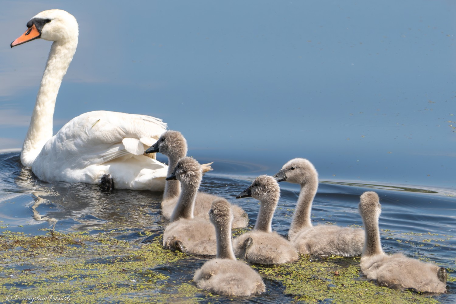 livebirdspoland_ffa82af62493171c878a4176afaabe55.jpg